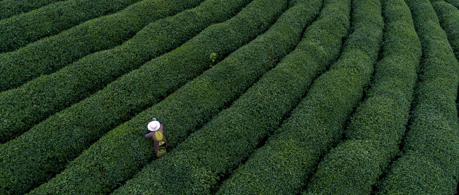 赤壁青磚茶